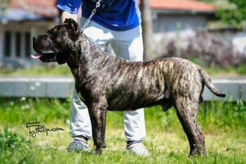 ULTIMATE SELECTION HERCULES