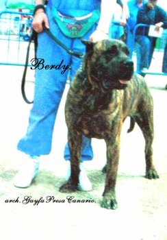 BERDY DE MAYANTIGOT