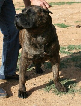 NALA DE CASA DEL PRESA