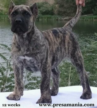 MID AMERICA K9 RHINO