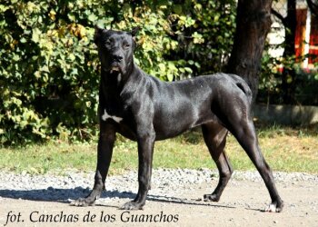 CHILLI CANCHAS DE LOS GUANCHOS