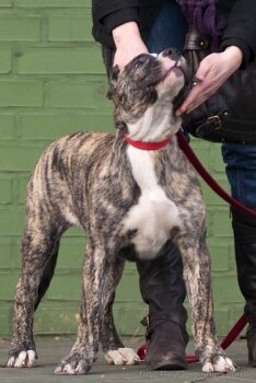 I'M GORGEOUS DORIS (TARA)