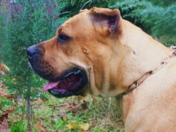 KAPOIRA BULLSARA DEL PEMBA