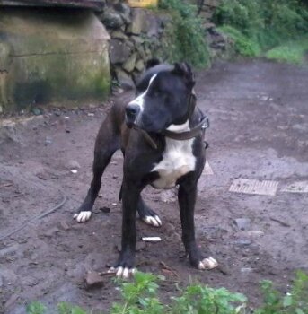 NEGRITO DE PERRO DE LA TIERRA