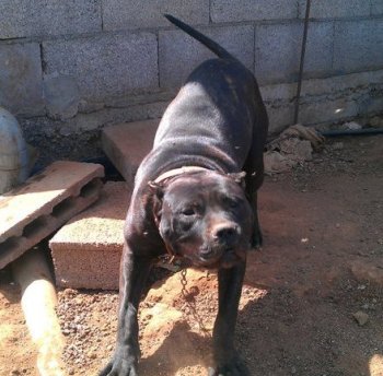 YAKO DE PERRO DE LA TIERRA