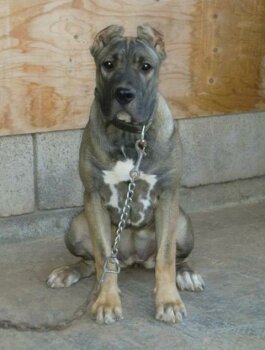 BRUMA DE PERRO DE LA TIERRA