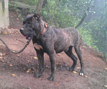 AFUR DE PERRO DE LA TIERRA