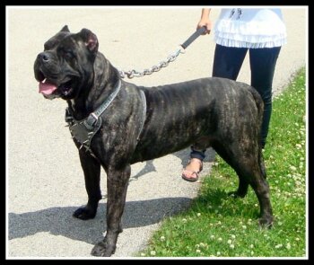 BEARCLAW'S BRUTUS
