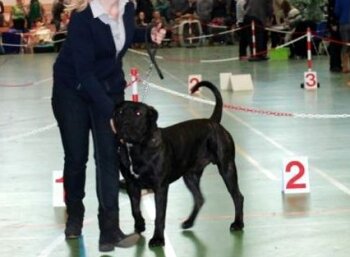 RALF PERRO VALIENTE