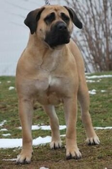 F'NALA DE ROYAL PRESA