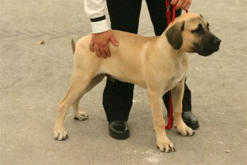 EL VEHEMACH' GALLARDO