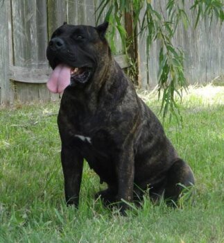 PRADERA'S COCO