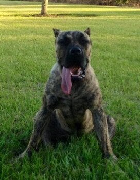 HVK9 NALA OF STL