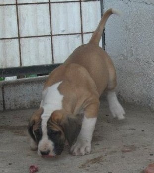 GOFIO