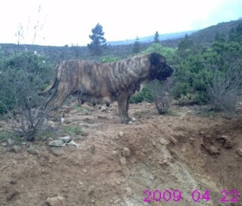 ARAYA (DE MENCEY BENTOR)