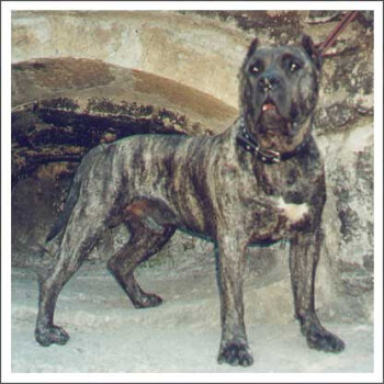 AFUR DE GUADALCAN