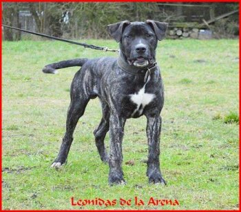 LEONIDAS DE LA ARENA