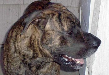 DIESEL DE SANCHO