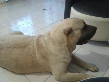 TROYA DE PRESAS DE LA GALIA