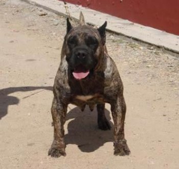 ZAGUNIS DE FENCING DOGS