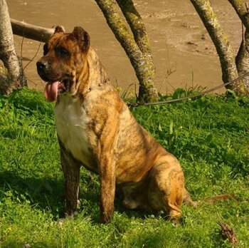 ROMEO DE GUADALCAN
