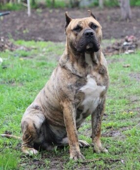 THOR BULLSARA DEL PEMBA