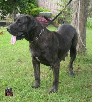 AUCUBA DE BARNACAN BULL
