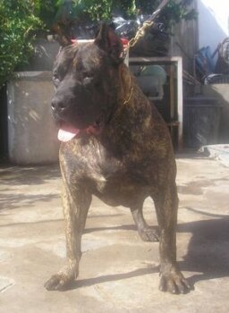 TIERRA*