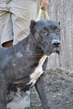 REBECA DE KING ZULU
