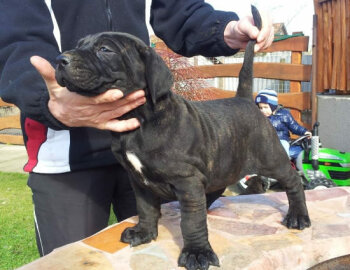 BOSS BULL CANARIO OLGA (BELA)