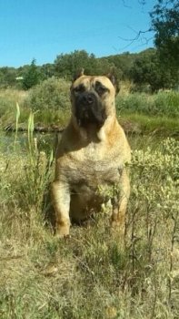 MILAGRO DE BARNACAN BULL