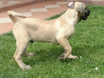 VOX DE CANARIO KENNEL MACEDONIA