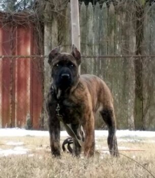 SADIE DE CHAPMAN KENNEL