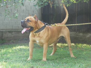 JAPOR BULLSARA DEL PEMBA