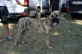 ORKA DE ANTIVARI BULL