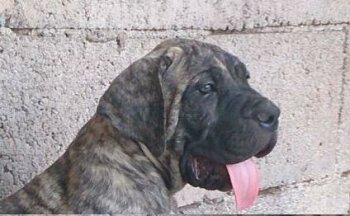 VULKAN DE HORNOS DE CAL