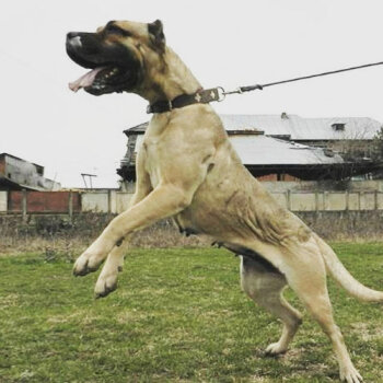 ATIA DOG PUR