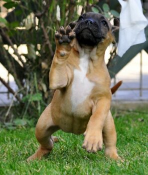 GALA DE CANARIO KENNEL MACEDONIA
