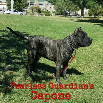 FEARLESS GUARDIAN’S CAPONE