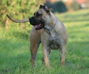 BIG MUNECA TOłDI