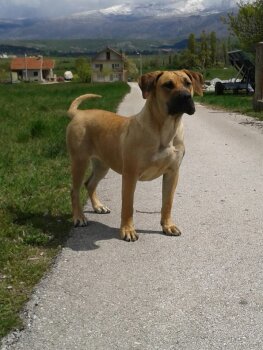 CANDELA SPALATO BULL