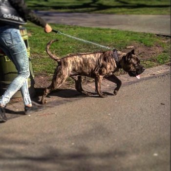BOSS BULL CANARIO TITAN