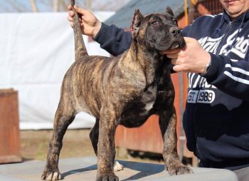 BOSS BULL CANARIO ZUMBA