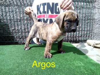 ARGOS**