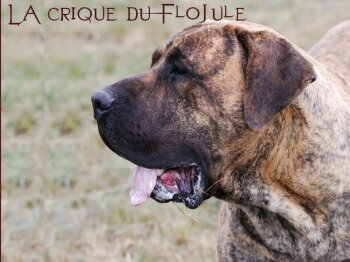 VOLVERINE BALUARTE DE LOS PERROS