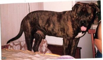CEZAR