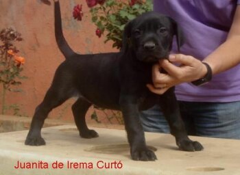 JUANITA DE IREMA CURTO