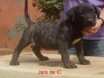 JARA DE IREMA CURTO