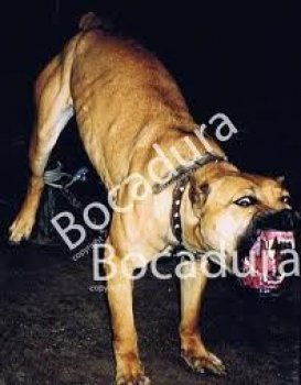 JUNGLA DE BOCADURA