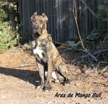 AREX DE MANGO BULL